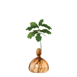 ilex-acorn-vase-abricot