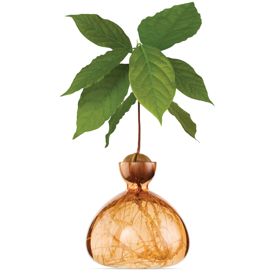 ilex-avocado-vase-abricot