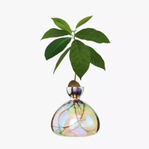 ilex-avocado-vase-cosmic