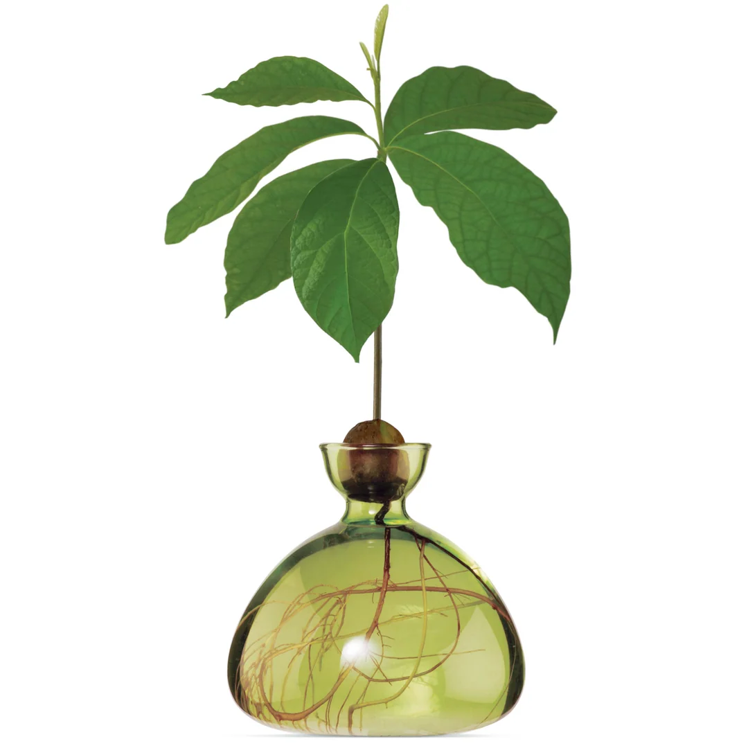 ilex-avocado-vase-vert-herbe