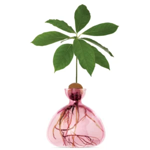 ilex-avocado-vase-rose