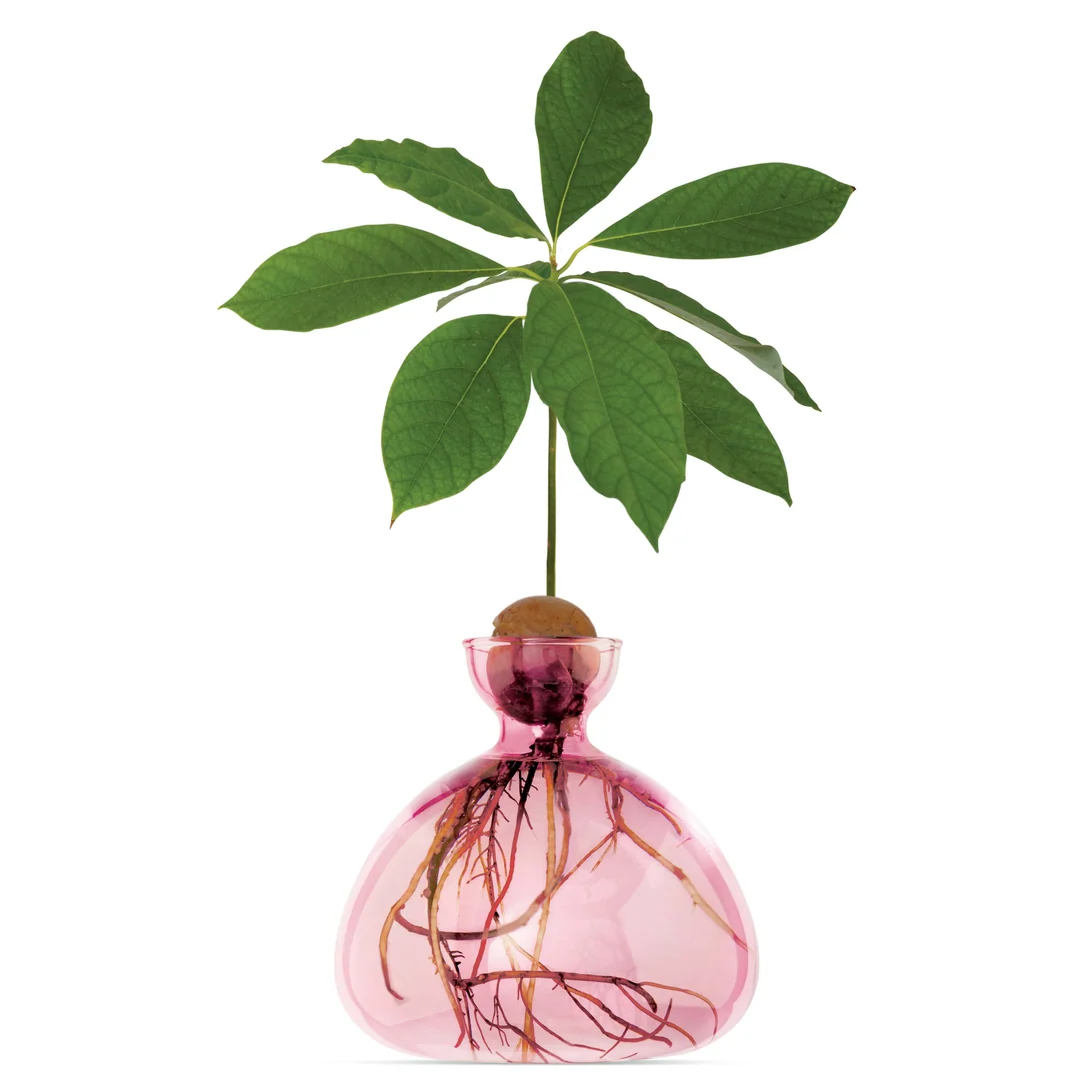 ilex-avocado-vase-rose