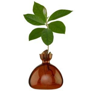ilex-avocado-vasebrun-roux